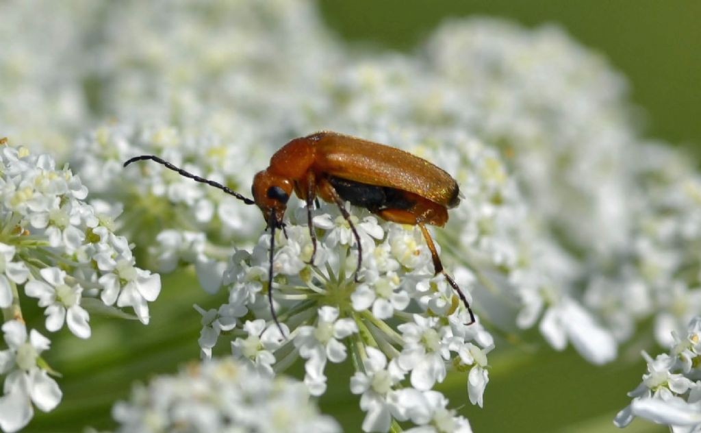 Anaspis? no, Zonitis flava - Meloidae